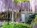 Вистерия -Глициния, снимка 15