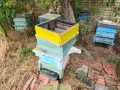 Продавам пчелни кошери 12ки и 9ки, снимка 2