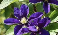 Clematis ‘Neonka’(Клематис Неонка), снимка 3