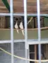  Свободни корели и пойни папагали. Перфектни птици гледани добре намират се в гр Шумен , снимка 1