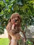 Мини пудел/Mini Poodle, снимка 1