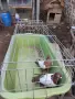 Продавам един чифт Бирмани , снимка 1