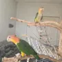 Продавам ръчно хранени бебета кайки, снимка 2