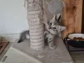 правоухи и клепоухи шотландски котета, снимка 8