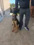 Немска овчарка мъжки , снимка 6