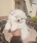 Малтипу момченце, снимка 1