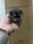 Бебета  пинчери , снимка 4