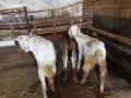 Ярета за тамазлък , снимка 1