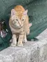 Рижав хубавец и братята му си търсят дом, снимка 3