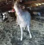 Продавам Шилета и Коч, снимка 1