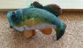 Сувенир -  риба бас (Largemouth Bass), снимка 15
