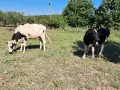 продвам женски телета , снимка 3