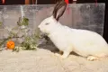Продавам или заменям  зайци., снимка 14
