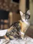 Подарявам котенце , снимка 3