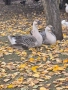 Лебедови гъски, снимка 1