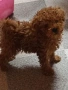 пудел той , снимка 5
