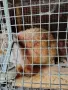 продавам кочовати зайци , снимка 4