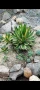 Агаве лофанта (Agave lophantha quadricolor), снимка 1