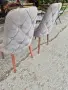 Трапезен стол с тъмносив плюш и кафяви дървени крака, снимка 5
