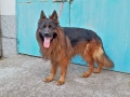 Немски овчарки мъжки и женски, снимка 5