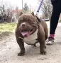American Bully Pocket, снимка 4