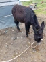 Продавам магарета, снимка 7