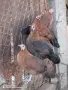 Продавам декоративни кокошки , снимка 4