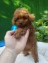 Той Пудел Poodle toy , снимка 4