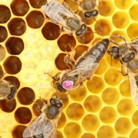 Пчелни майки и отводки от регистриран производител. Биологични.