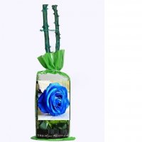 Корени готови за засаждане ” Черна Роза ”, " Нефрит ", " Дъгова " внос Холандия, сертифицирани, снимка 7 - Градински цветя и растения - 36733683