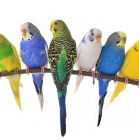 Вълнисти папагали - Перник - Различни цветове и пол, снимка 4 - Папагали - 36649407