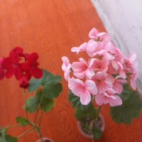 Мушкато , снимка 16 - Градински цветя и растения - 28406630