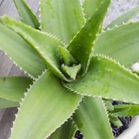 Алое Вера (Aloe), снимка 4 - Стайни растения - 34061197