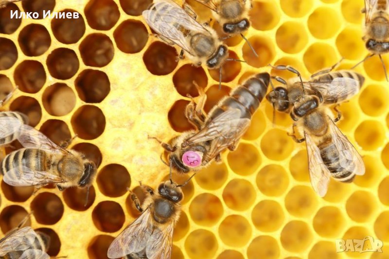 Пчелни майки и отводки от регистриран производител. Биологични., снимка 1