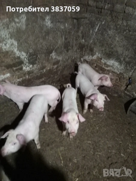 Продавам прасенца , снимка 1