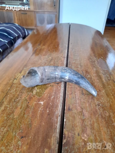 Стар рог #2, снимка 1