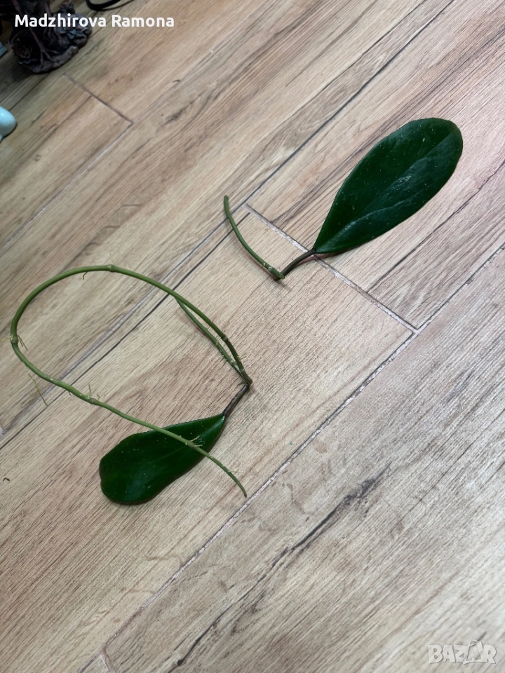 Hoya hot lips , снимка 1