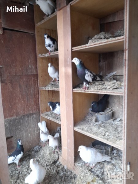 Продавам гълъби, снимка 1