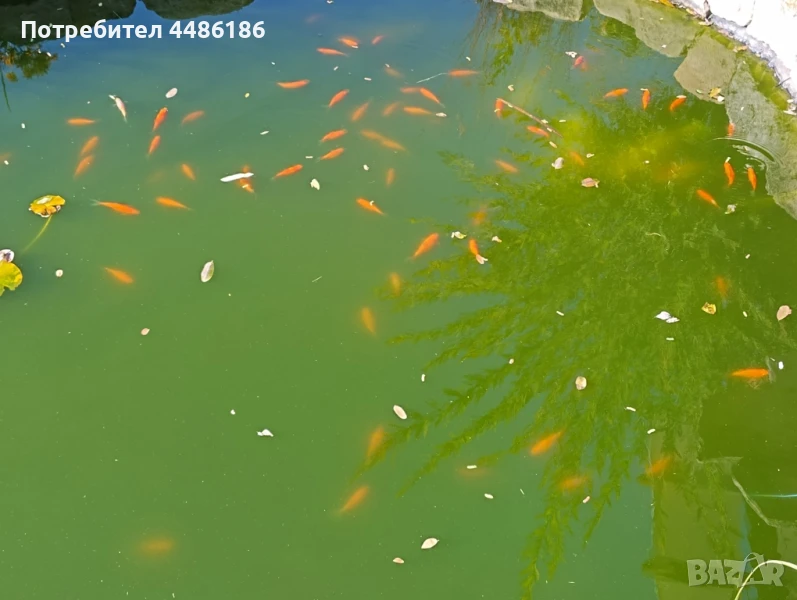 Продавам езерни декоративни рибки , снимка 1