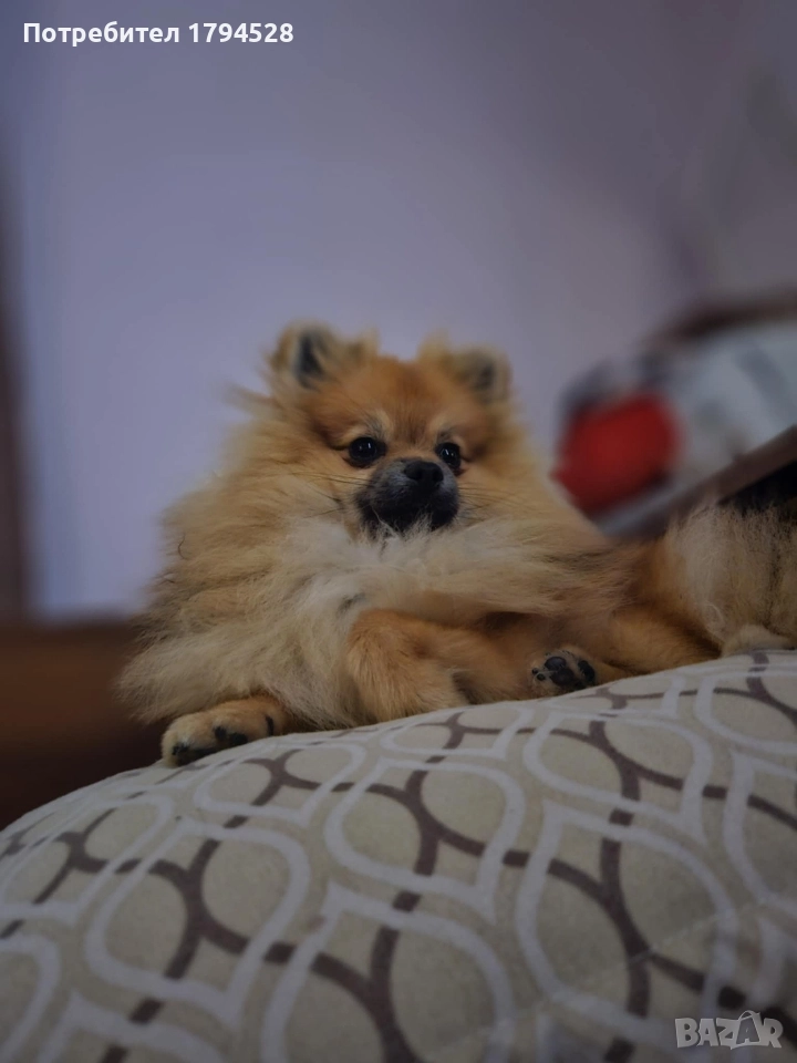 Мъжки померан, снимка 1