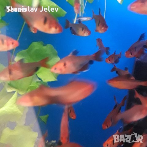 Серпа....минор, снимка 1