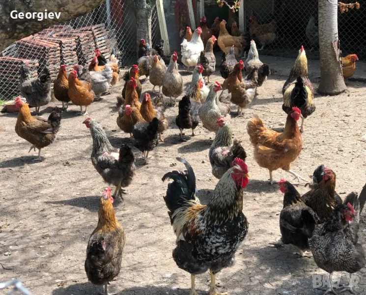 Катунски кокошки и петли, снимка 1
