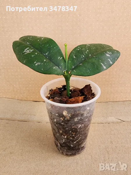 Хоя Lobii cream, снимка 1