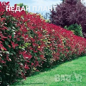Фотиния "Ред робин "/ Photinia fr. Red robin, снимка 1