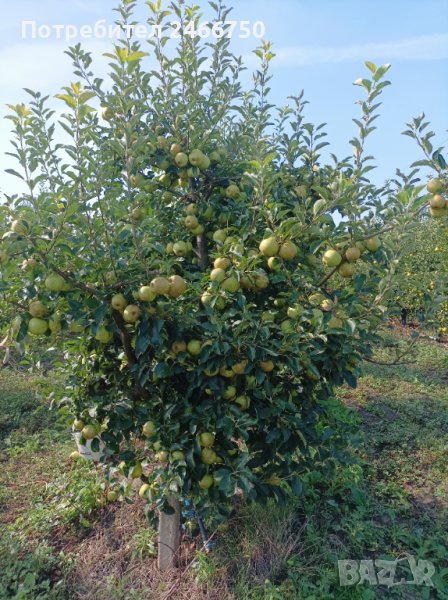 Продавам ябълкова градина, снимка 1