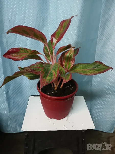 Аглаонема 45см., снимка 1