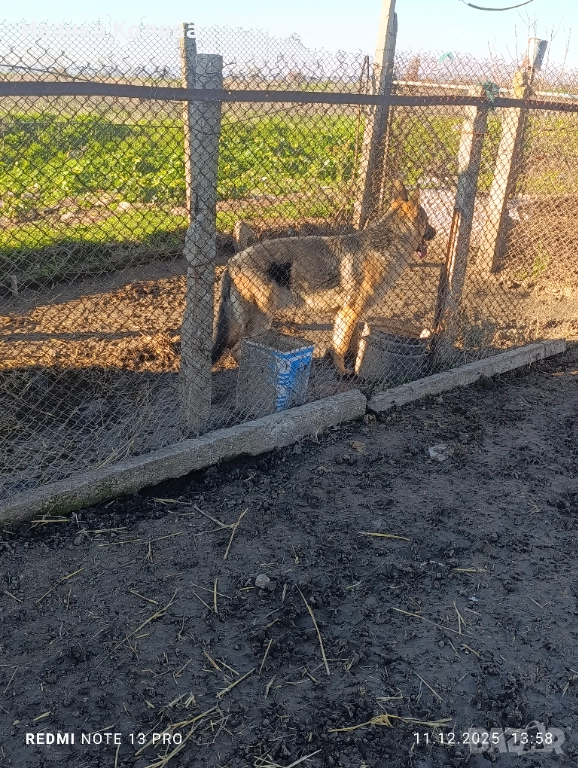 Продавам чистокръвна немска овчарка на 11 месеца , снимка 1