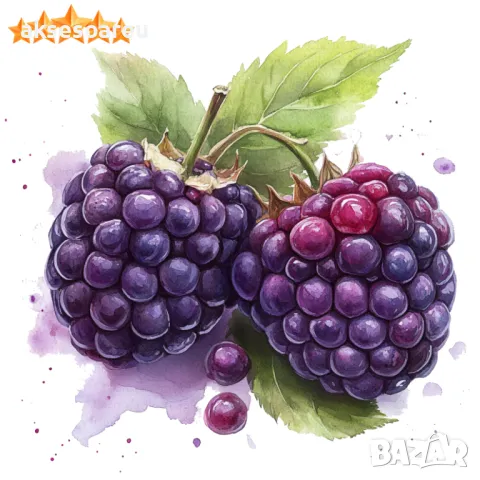 Висококачествени нови семена от хранителна Къпина без бодли Rubus rusticanus 50+ семена антиоксидант, снимка 3 - Сортови семена и луковици - 50332260