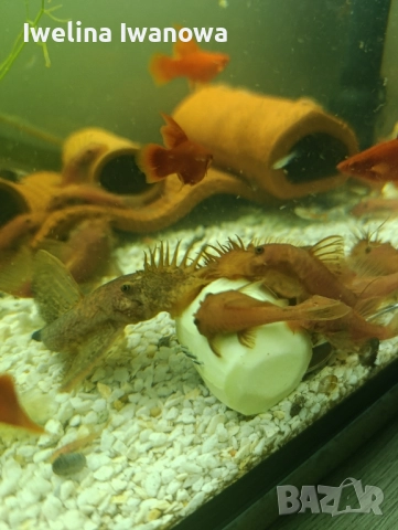 Продавам анциструси, снимка 13 - Рибки - 52562134