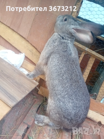 Продавам мъжки заек , снимка 3 - Други животни - 51895735